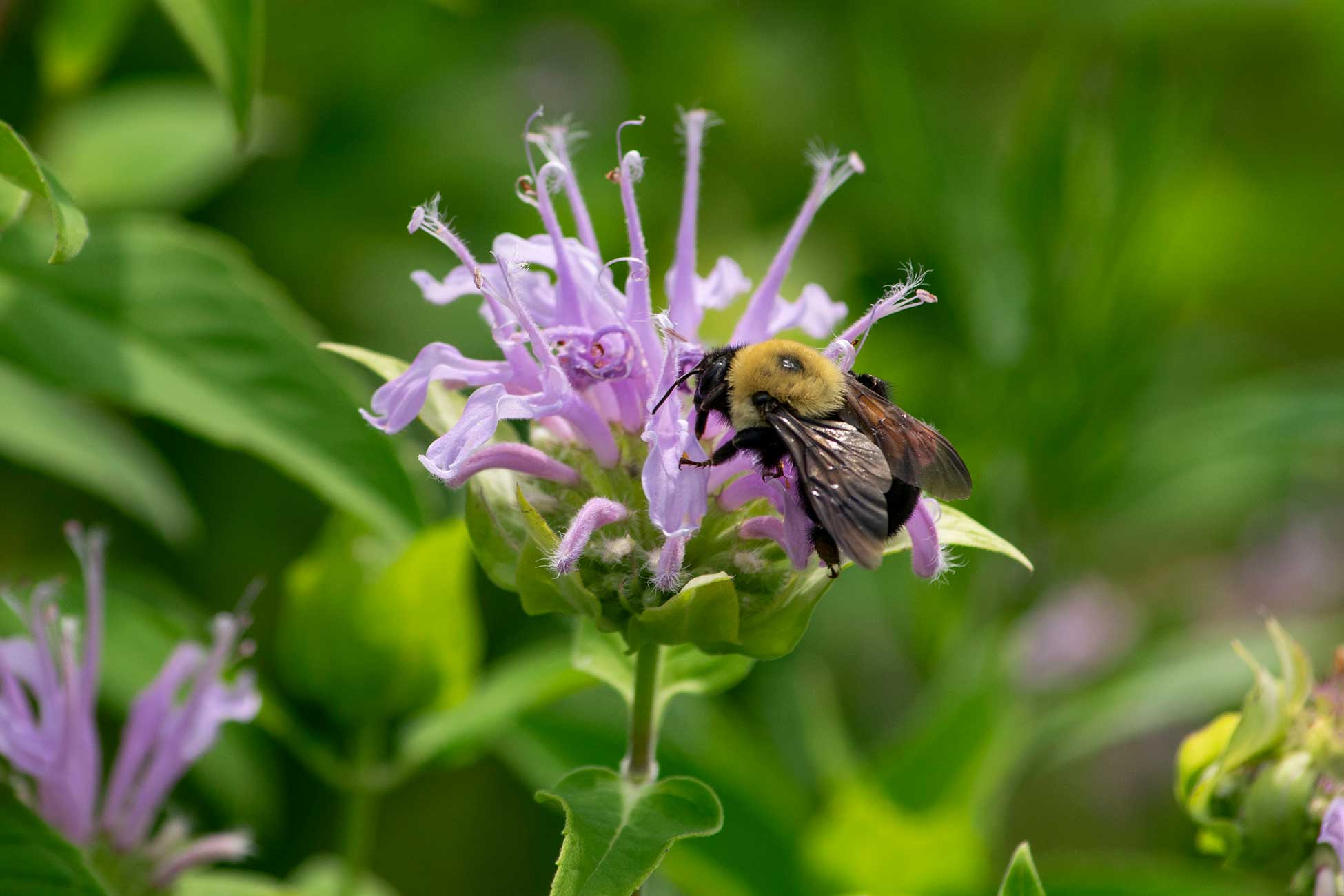 A bee on a flower in Cape May Point State Park