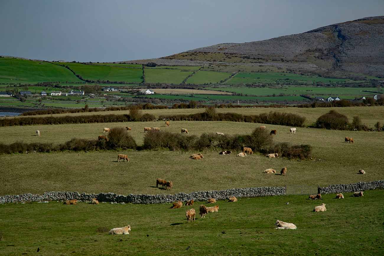 Cows grazing in fields near Galway in Ireland